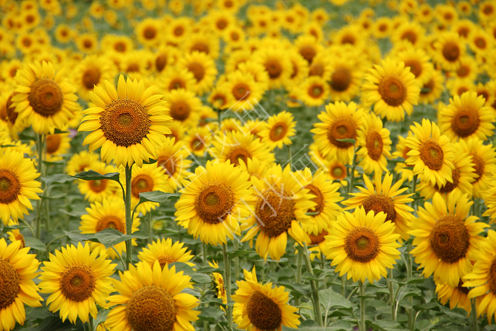 （34） 王佩光《 Sunflower 》182x121cm